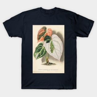 Variegated Anthurium crystallinum - Wiener illustrierte Garten-Zeitung - Botanical Illustration T-Shirt